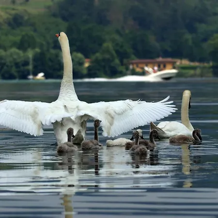 Internazionale Del Sole